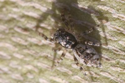 <i>Salticus zebraneus</i>