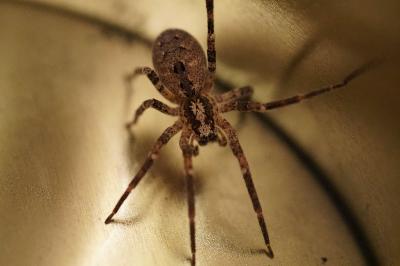 <i>Zoropsis spinimana</i>