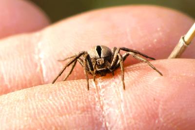 <i>Thanatus formicinus</i>