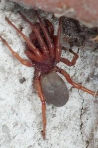 <i>Dysdera erythrina</i>