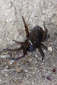 <i>Dysdera erythrina</i>