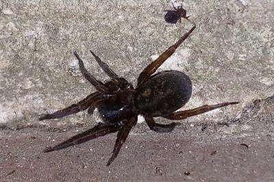 <i>Dysdera erythrina</i>