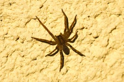 <i>Zoropsis spinimana</i>