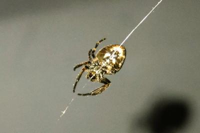 <i>Nuctenea umbratica</i>