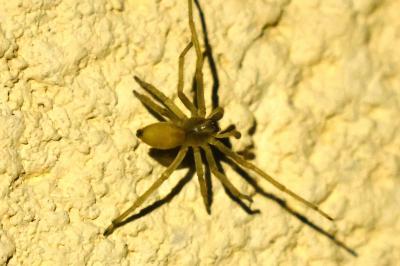 <i>Cheiracanthium mildei</i>