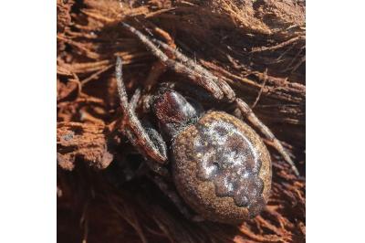 <i>Nuctenea umbratica</i>