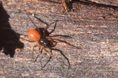 <i>Ostearius melanopygius</i>