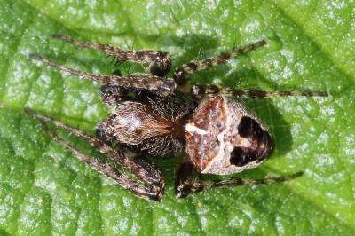 <i>Gibbaranea bituberculata</i>