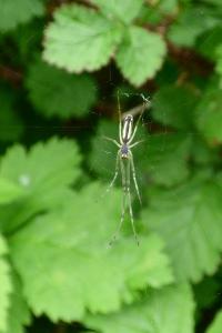 <i>Tetragnatha</i>