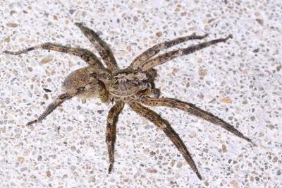 <i>Zoropsis spinimana</i>