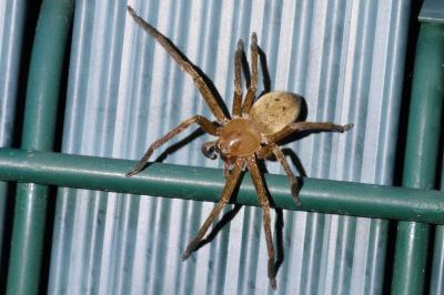 <i>Olios argelasius</i>