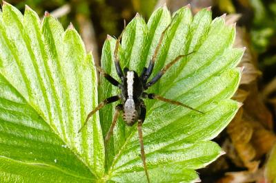 <i>Pardosa saltans</i>