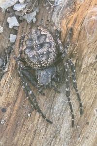 <i>Nuctenea umbratica</i>