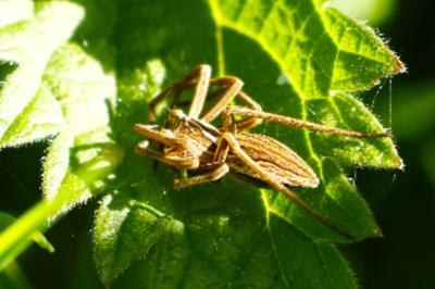 <i>Pisaura mirabilis</i>