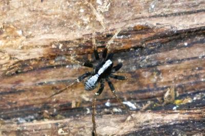 <i>Pardosa saltans</i>