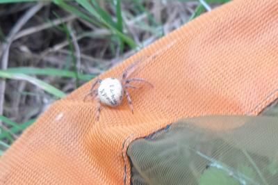 <i>Larinioides cornutus</i>