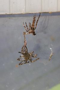 <i>Nuctenea umbratica</i>