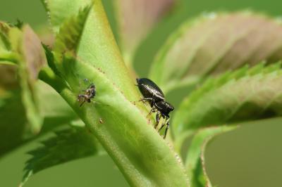 <i>Heliophanus</i>