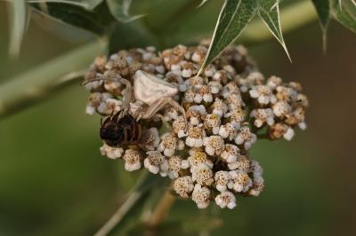 <i>Thomisus onustus</i>