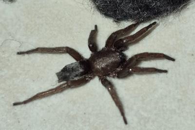 <i>Scotophaeus</i>