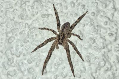 <i>Zoropsis spinimana</i>