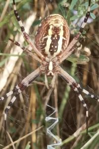 <i>Argiope bruennichi</i>