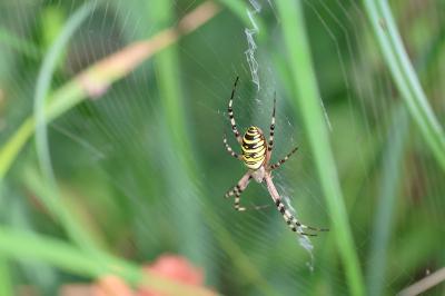 <i>Argiope bruennichi</i>