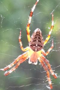 <i>Araneus diadematus</i>