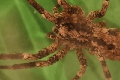 <i>Zoropsis spinimana</i>