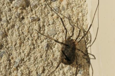 <i>Odiellus spinosus</i>