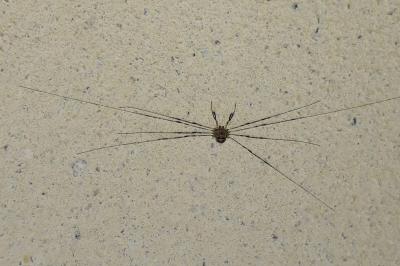 <i>Dicranopalpus ramosus</i>