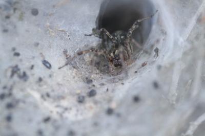 <i>Agelena labyrinthica</i>