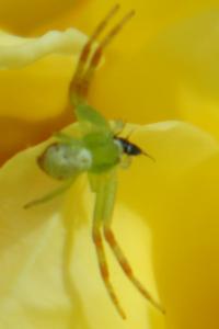 <i>Diaea dorsata</i>