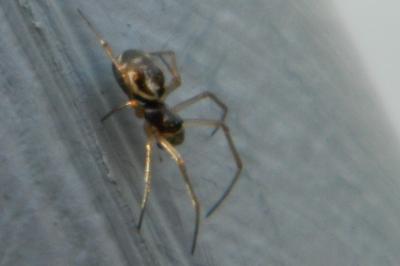 <i>Linyphia hortensis</i>