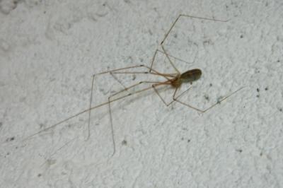<i>Pholcus phalangioides</i>