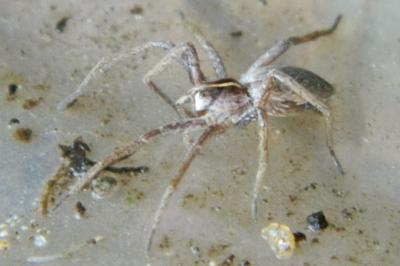 <i>Pisaura mirabilis</i>