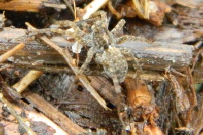 <i>Pardosa</i>