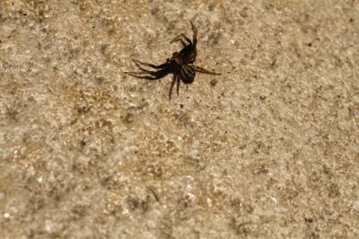 <i>Xysticus erraticus</i>