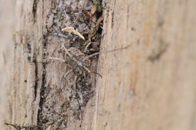 <i>Odiellus spinosus</i>