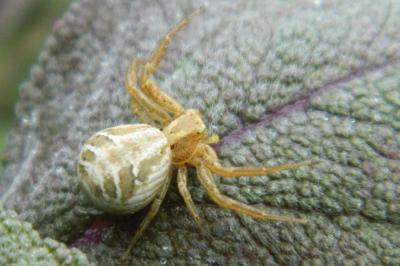 <i>Xysticus</i>