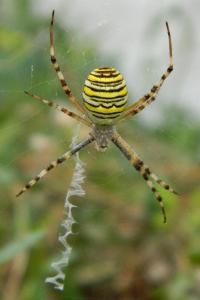 Argiope bruennichi