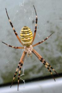 <i>Argiope bruennichi</i>
