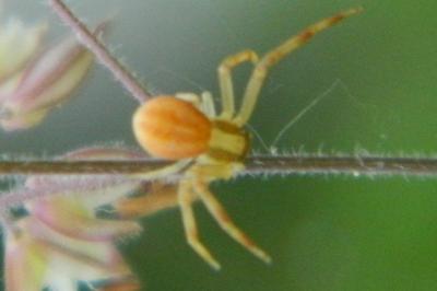 <i>Runcinia grammica</i>