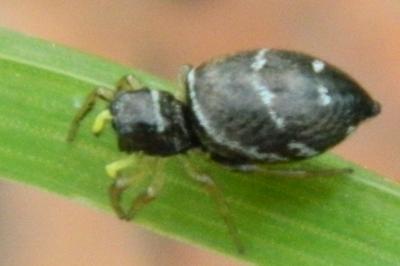<i>Heliophanus cupreus</i>