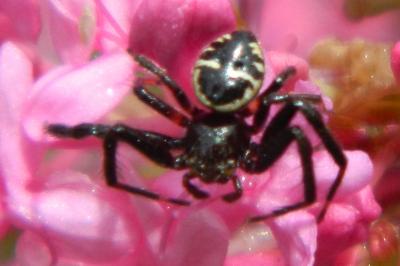 <i>Synema globosum</i>