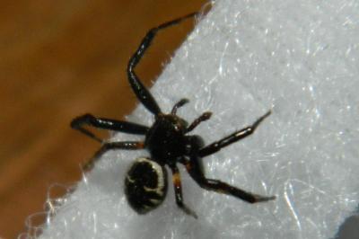 <i>Synema globosum</i>