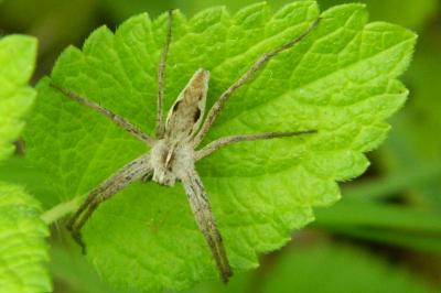 <i>Pisaura mirabilis</i>