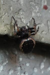 <i>Nuctenea umbratica</i>