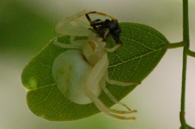 <i>Misumena vatia</i>