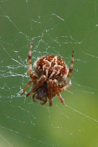 <i>Agalenatea redii</i>